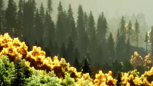 The scene shows a forest with tall green trees and patches of yellow leaves. The sunlight filters through the branches, highlighting the colors. The atmosphere has a soft morning glow.