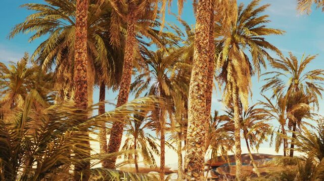 Group of palm trees stand under a clear blue sky. Sunlight shines down on the leaves. This scene captures a tropical setting during the daytime.
