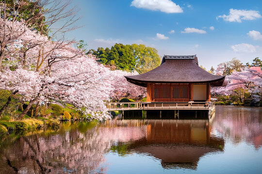 Ein traditionelles japanisches Teehaus neben einem stillen Teich, umgeben von bl&uuml;henden Kirschb&auml;umen im Fr&uuml;hling.