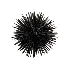 Obraz premium Spherical black sea urchin with sharp dark spines found on the sea floor during a diving trip in the ocean