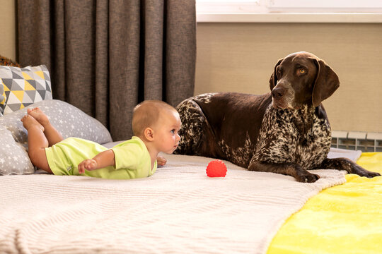 Curious Baby Boy Resting Beside German Shorthaired Pointer