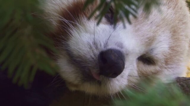 Red panda face close up, adorable lesser panda resting in green foliage, cute wildlife portrait of a sleeping animal in nature