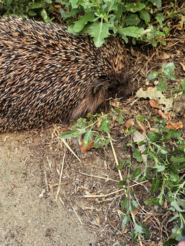 Wild Hedgehog Foraging Among Plants and Dry Leaves