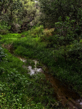 Winding Forest Creek Flowing Through Lush Green Grass