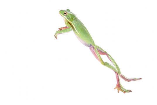 Green Tree Frog Leaping in Mid Air