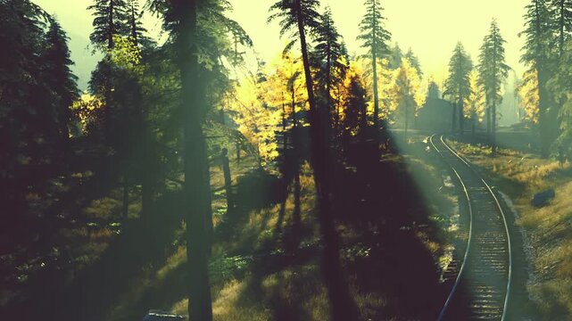 Sunlight filters through tall trees in a forest. A railroad track runs alongside. The scene shows greenery and a hint of fall colors. It is likely late afternoon or early evening.