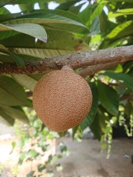 The Keywest mamey sapote fruit is round, textured, and hanging