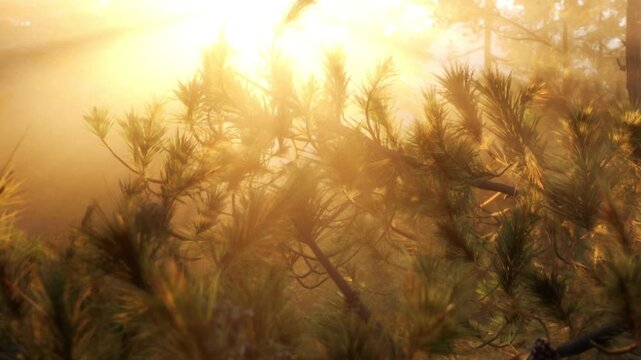The sun rises over a forest, casting light through the branches. The trees have green leaves and the air is filled with mist. This scene shows a calm start of the day in nature.