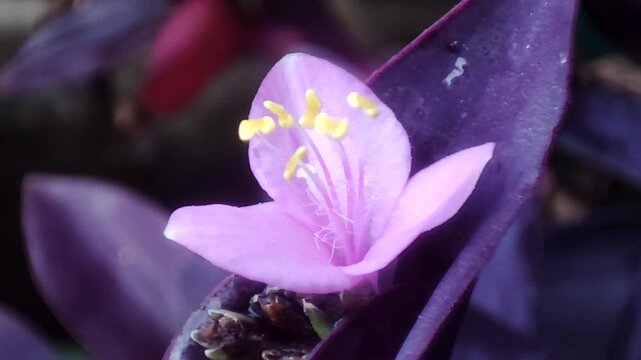 purple crocus flower