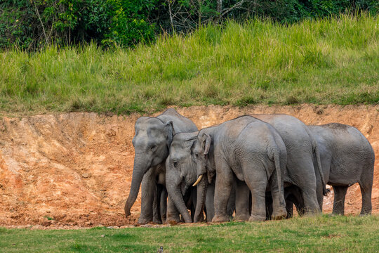 Its body is gray, its snout is called the trunk. The trunk of the Asian elephant has only one beak. Nakhon Ratchasima, Thailand.