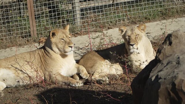 Lions, Enclosure, Zoo - Two lions relaxing in a zoo enclosure.