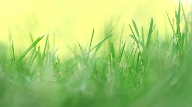 Low angle macro view of fresh green grass blades softly blurred against bright sunlight, useful for themes of nature, lawn care, and spring growth.