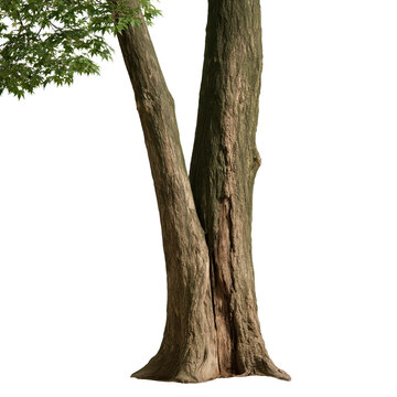 Natural split trunk tree grows in  with unique formation near a grassy area