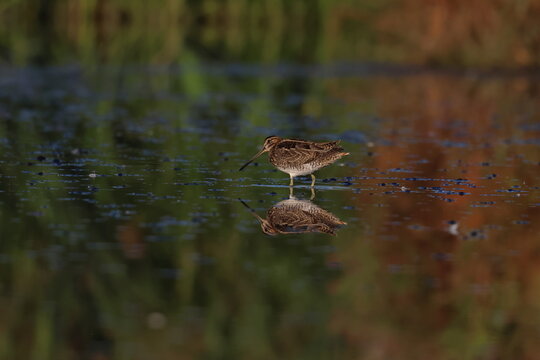 common snipe