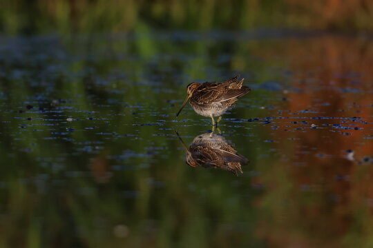 common snipe