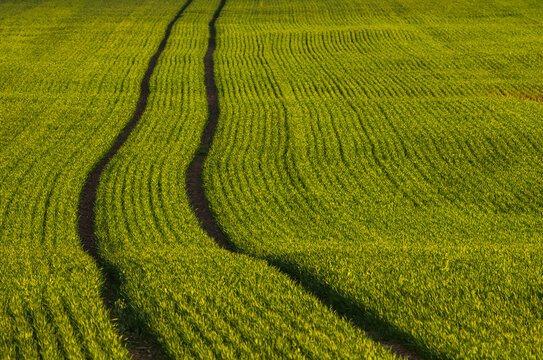 Rolling green wheat field with tractor tracks under golden sunlight across gentle hill, with wheat, field, track, tractor detail, showing rows, green, crop, agriculture context