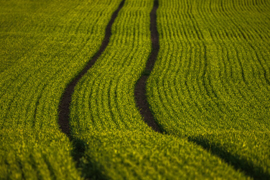 Rolling green wheat field with tractor tracks under golden sunlight across gentle hill, with wheat, field, track, tractor detail, showing rows, green, crop, agriculture context