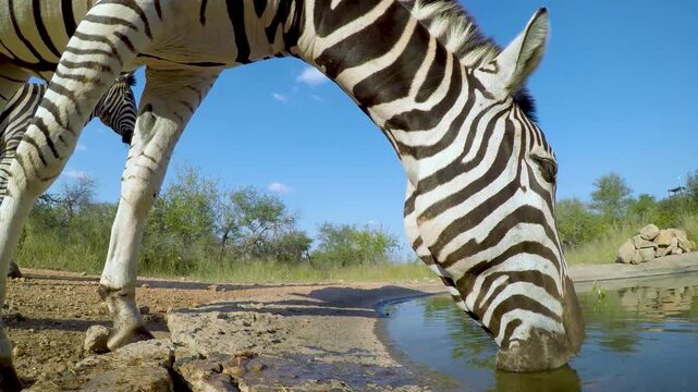 Two zebras drinking water from a scenic pond in the african wilderness.