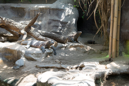 Two large monitor lizards resting on rocks in a zoo enclosure at Prague Zoo