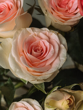 Delicate blush pink roses in romantic bouquet, elegant floral background for wedding or Valentines Day.