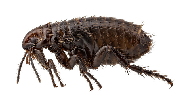 Flea Insect PNG, Isolated on a Transparent Background