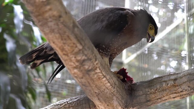 Video of Brown hawk perched on tree branch eating prey inside aviary with mesh background