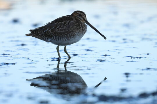 common snipe