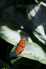 Bright orange butterfly resting on a large variegated leaf in filtered tropical light. © Illia