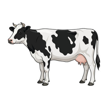 High quality vector illustration of a black and white spotted dairy cow