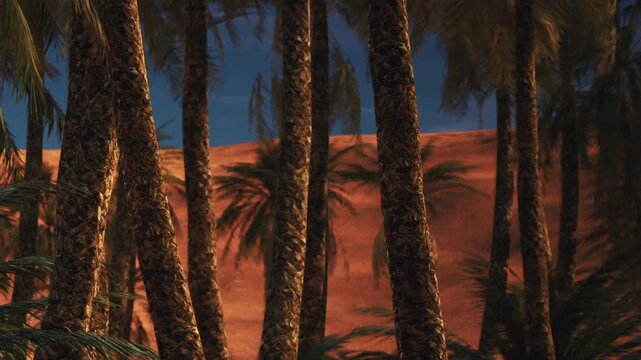 Palm trees grow in a natural setting with a sandy area in the background during sunset. The light creates shadows on the trees and emphasizes the sandy color of the land.