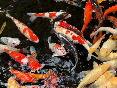 Japanese koi fishes in the water
