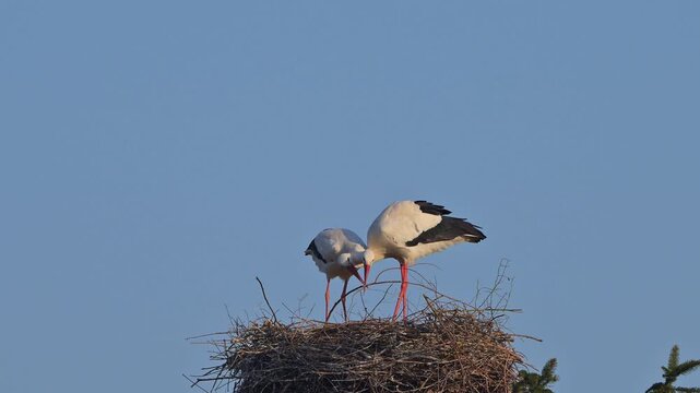 Weisstorch (Ciconia ciconia), zwei Weisst&ouml;rche auf einem Nest