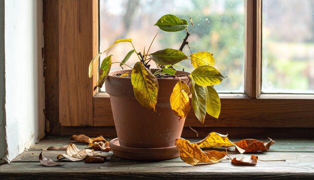 Neglected houseplant in terracotta pot on windowsill with yellow drooping leaves and scattered fallen dry leaves in soft afternoon light generative AI