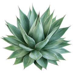 Fototapeta premium Agave plant grows in a sunny garden area with green leaves arranged in a rosette shape