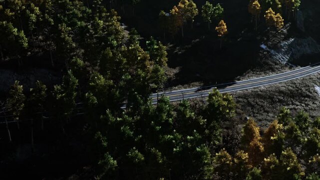 A winding road surrounded by trees in a dense forest. Sunlight shines through the branches, creating patches of light and shadow on the ground.