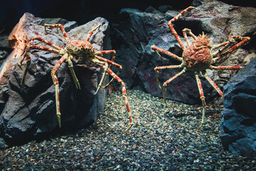 Two Japanese giant spider crabs (Macrocheira kaempferi) perch on rocks in a deep-sea aquarium exhibit at Osaka Aquarium Kaiyukan © JW614
