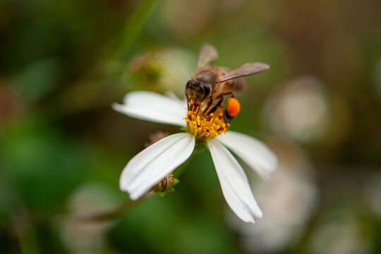 Macro photo of honeybee collecting pollen on white flower with orange pollen basket