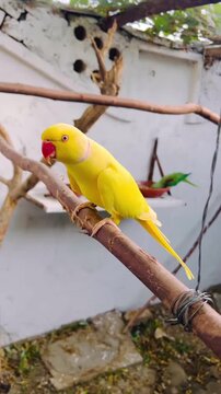 Bright yellow ring-necked parakeet perches gracefully on a natural wooden branch within an outdoor aviary habitat capturing beautiful motion in this vivid colorful animal video