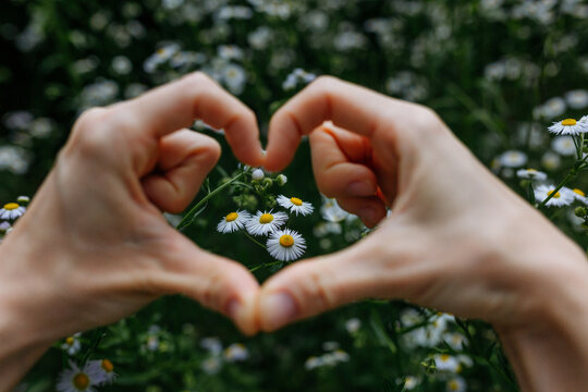 Hands Forming a Heart Shape Around White Daisies in Nature