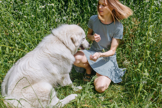 Young Woman Playing with a Fluffy Maremma Sheepdog in a Green Summer Field