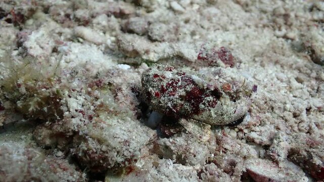 Devil Scorpionfish Slowly Moving Across Sandy Seafloor, Underwater Footage