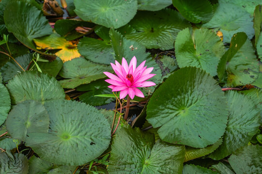 A vibrant pink water lily blooming in a pond surrounded by lush green lily pads, capturing the beauty of nature in a serene setting