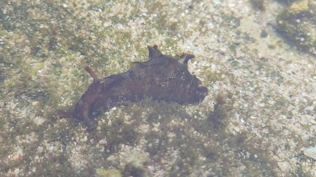 sea snail on water
