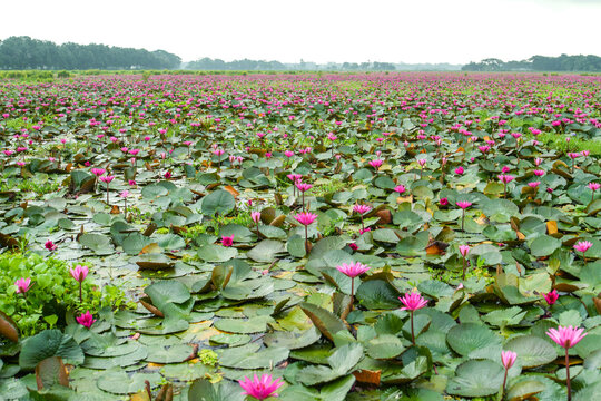 Vast field of blooming pink water lilies in a serene wetland landscape, showcasing vibrant aquatic flowers amidst lush green lily pads
