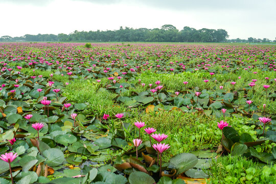 Vibrant pink water lilies blooming in a vast, lush wetland under a cloudy sky
