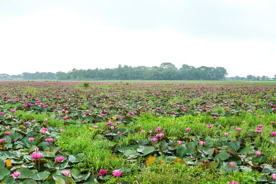 A vast wetland filled with blooming pink water lilies and lush green lily pads stretching towards a distant tree line under a cloudy sky