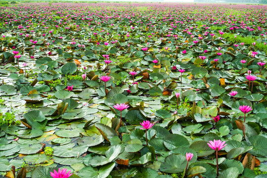 A vibrant wetland covered with blooming pink water lilies and lush green lily pads spreading across the tranquil water