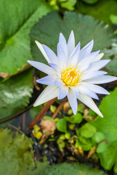 A closeup shot of a delicate light blue water lily in full bloom surrounded by lush green lily pads