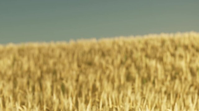 Tall wheat plants fill the landscape with gold color. The sun shines bright overhead, creating a warm atmosphere. The scene shows a rural area with no people present.