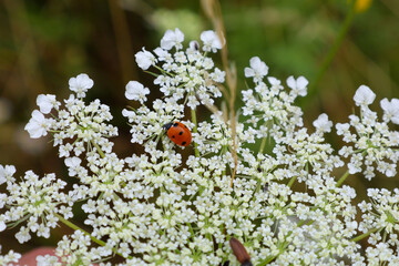 Bright macro shot of a ladybug (seven-spot ladybird) crawling on a lush white umbel flower head of wild carrot or yarrow. Contrast between the red insect shell and delicate white petals highlights mea © Олег Струс